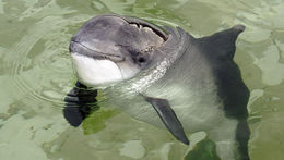 Image of porpoises