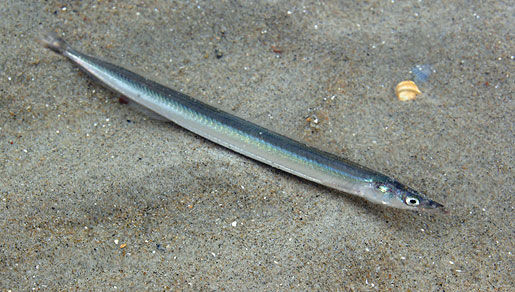 raitts sand eel - Encyclopedia of Life