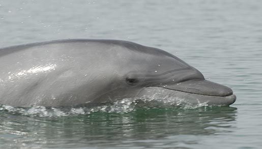 Imagem de Tursiops Gervais 1855