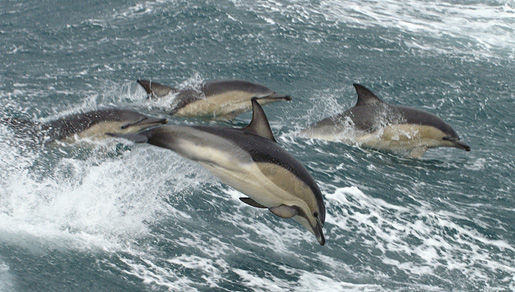 Image of common dolphins