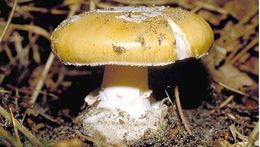 Image of gemmed Amanita