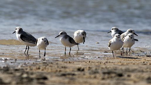 Image of Sanderling