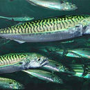 Image of Mackerel