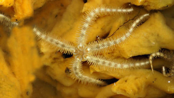 Image of Common brittlestar