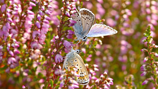 Plancia ëd Plebejus