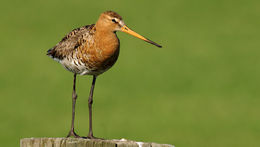 Image of Black-tailed Godwit