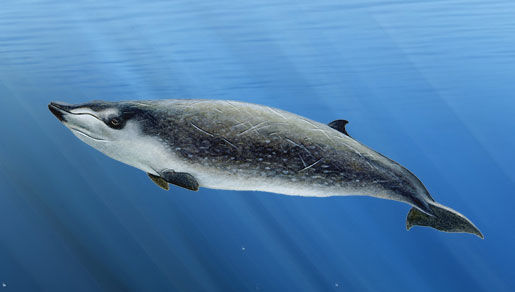 Image of Mesoplodont Whales