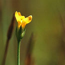 Image de cicendie filiforme