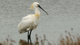 Image of spoonbill, eurasian spoonbill