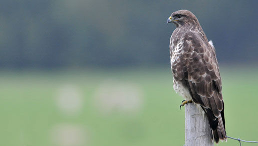 Image of Common Buzzard