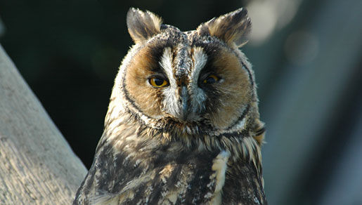 Image of Long-eared Owl