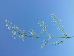 Image of White bedstraw