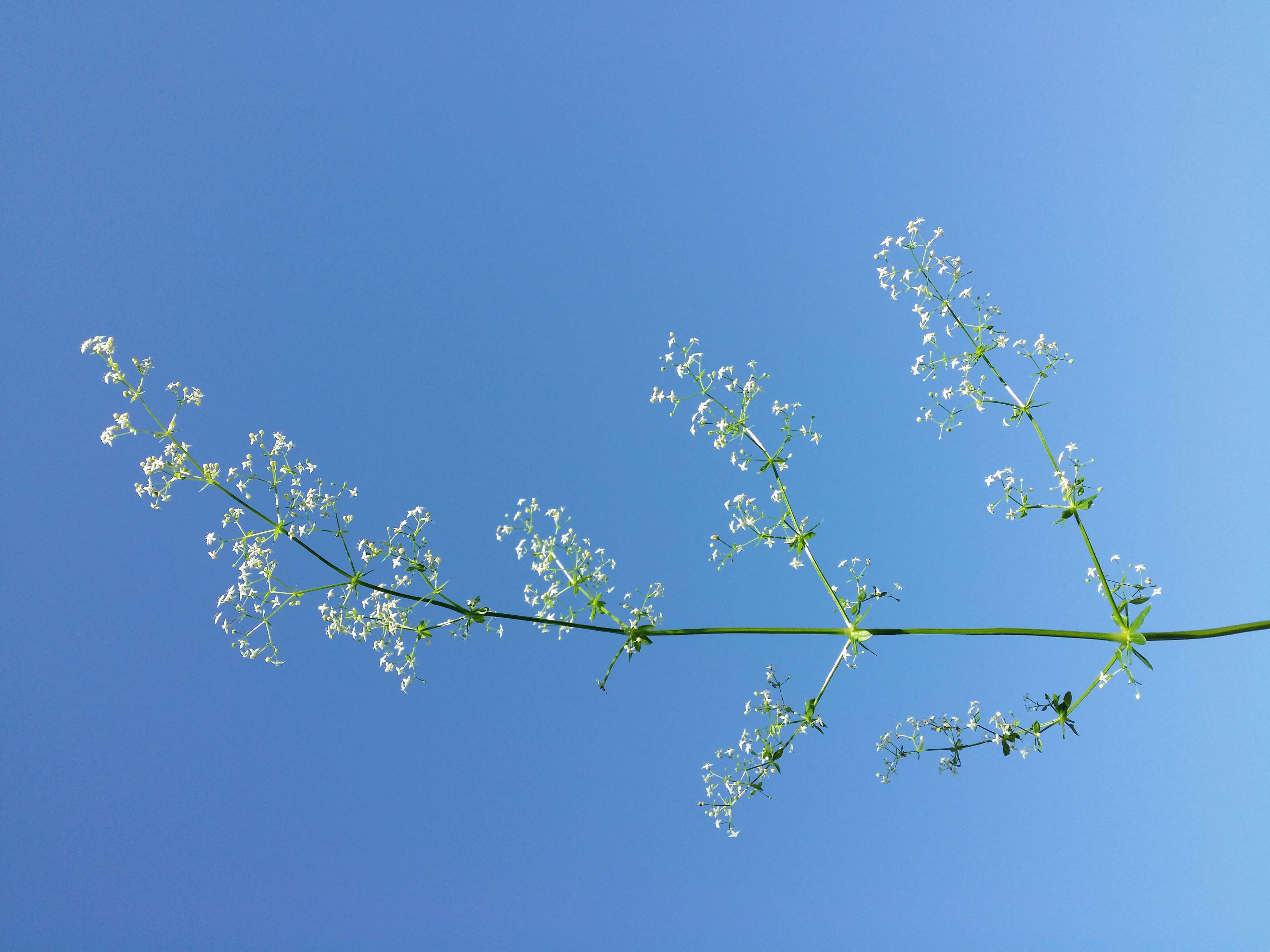 Plancia ëd Galium mollugo L.