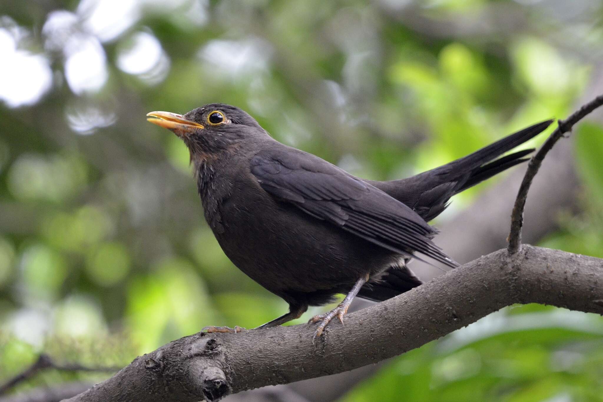 Image of Chinese Blackbird