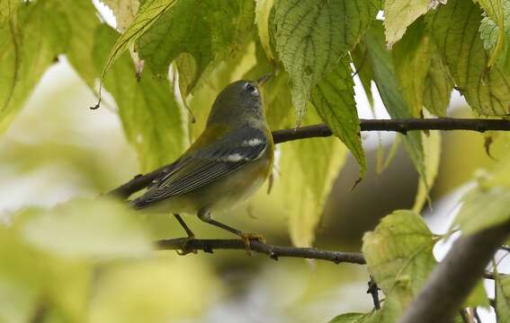 Image of Northern Parula