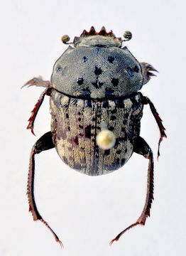 Image de Allogymnopleurus spilotus (MacLeay 1821)