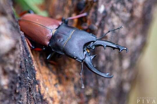 Слика од Leptinopterus tibialis (Eschscholtz 1822)