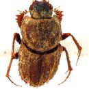 Image of Tibiodrepanus sinicus (Harold 1868)