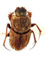 Image of Tibiodrepanus sinicus (Harold 1868)