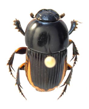 Image of Dung beetle