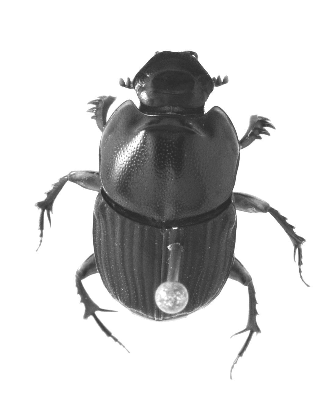 Image of Liatongus affinis (Arrow 1908)