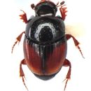 Imagem de Caccobius (Caccobius) rufipennis (Motschulsky 1858)