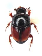 Image of Caccobius (Caccobius) rufipennis (Motschulsky 1858)