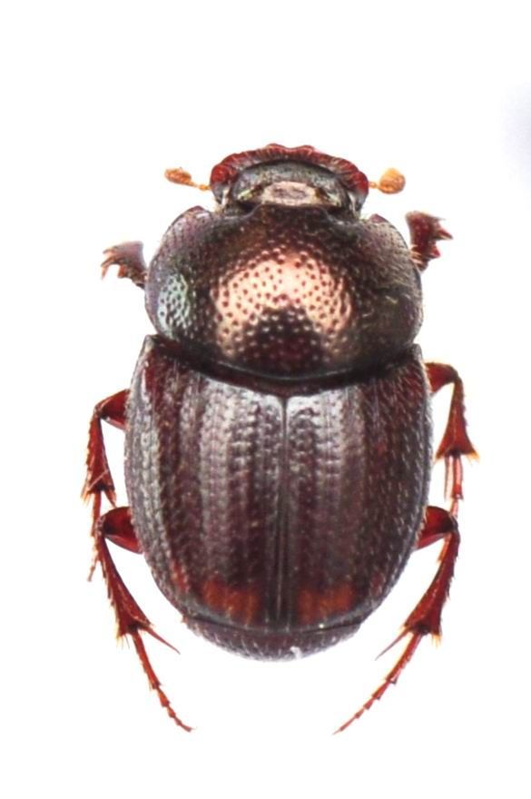 Image of Caccobius (Caccophilus) vulcanus (Fabricius 1801)