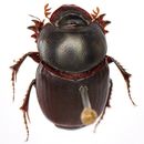 Image of Onthophagus (Colobonthophagus) agnus Gillet 1925