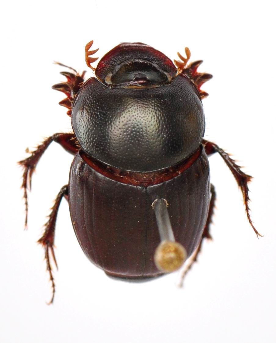 Image of Onthophagus (Colobonthophagus) agnus Gillet 1925
