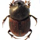 Image of Onthophagus (Furconthophagus) amicus (Gillet 1925)