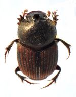 Image of Onthophagus (Furconthophagus) amicus (Gillet 1925)