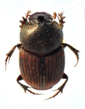 Слика од Onthophagus (Furconthophagus) amicus (Gillet 1925)