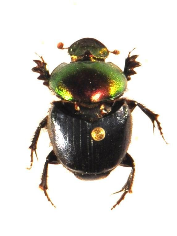 Image of Onthophagus bronzeus Arrow 1907