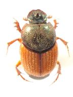 Image of Onthophagus centricornis (Fabricius 1798)