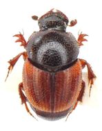 Image of Onthophagus centricornis (Fabricius 1798)