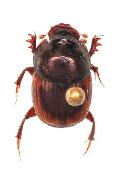 Image of Onthophagus cervus (Fabricius 1798)