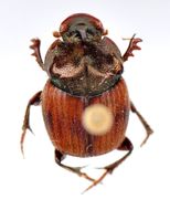 Image of Onthophagus (Paraphanaeomorphus) comottoi Lansberge 1885