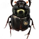 Image of Onthophagus (Colobonthophagus) dama (Fabricius 1798)