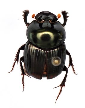 Image of Onthophagus (Colobonthophagus) dama (Fabricius 1798)