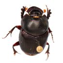 Image of Onthophagus (Colobonthophagus) ephippioderus Arrow 1907