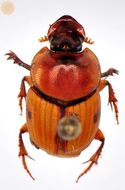 Image of Onthophagus fasciatus Boucomont 1914