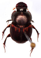 Image of Onthophagus favrei Boucomont 1914