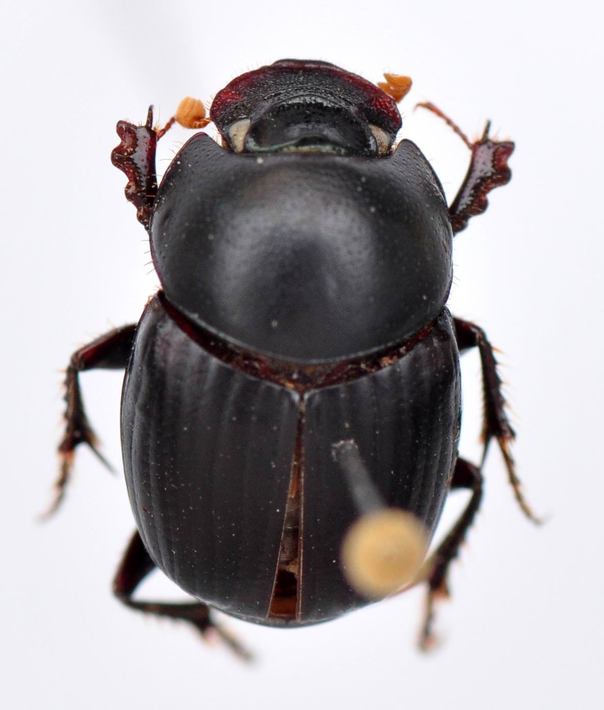 Image of Onthophagus (Colobonthophagus) hindu Arrow 1931