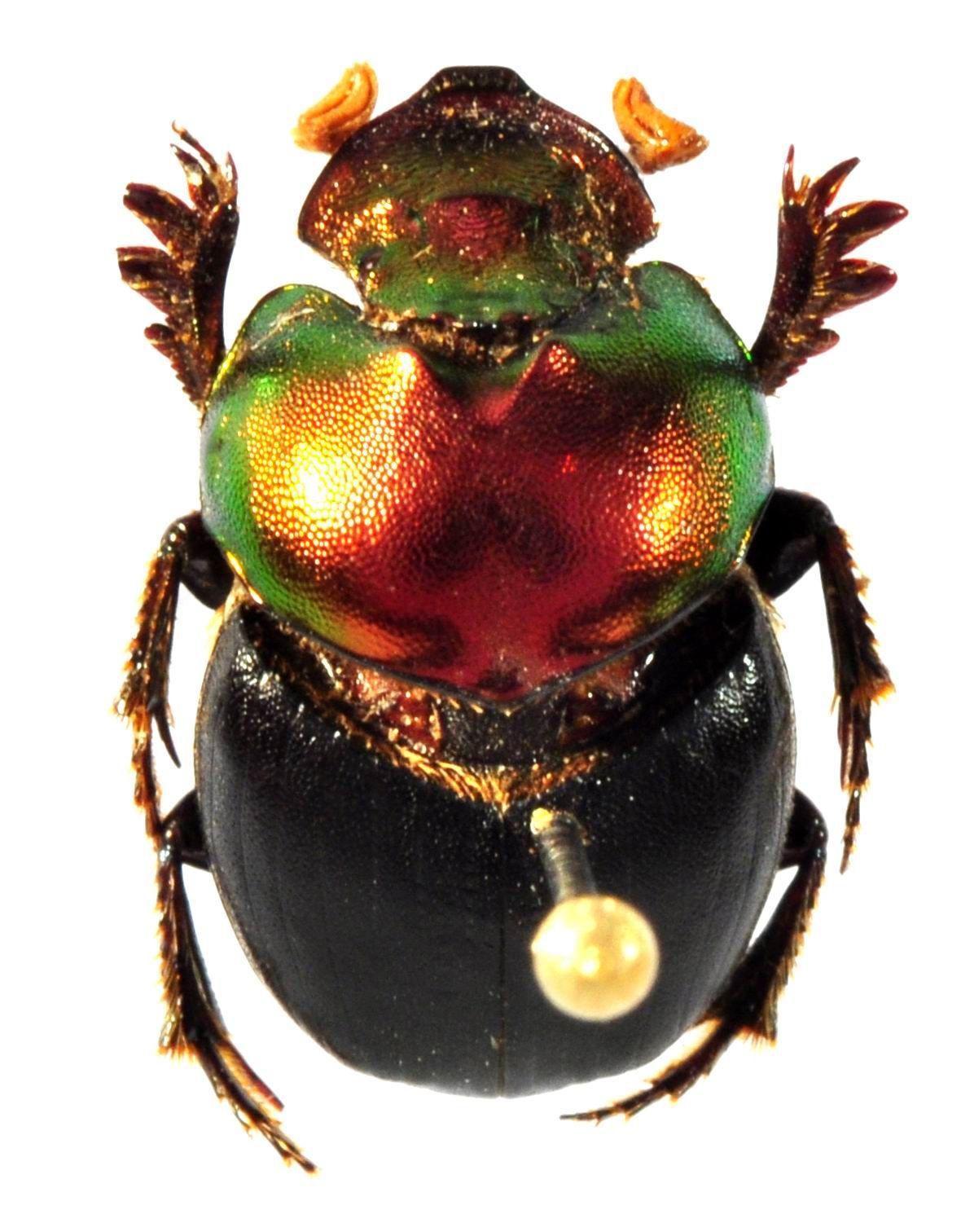 Image of <i>Onthophagus igneus</i> Vigors 1825