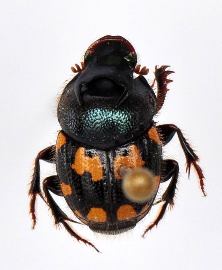 Image of Onthophagus kchatriya Boucomont 1914