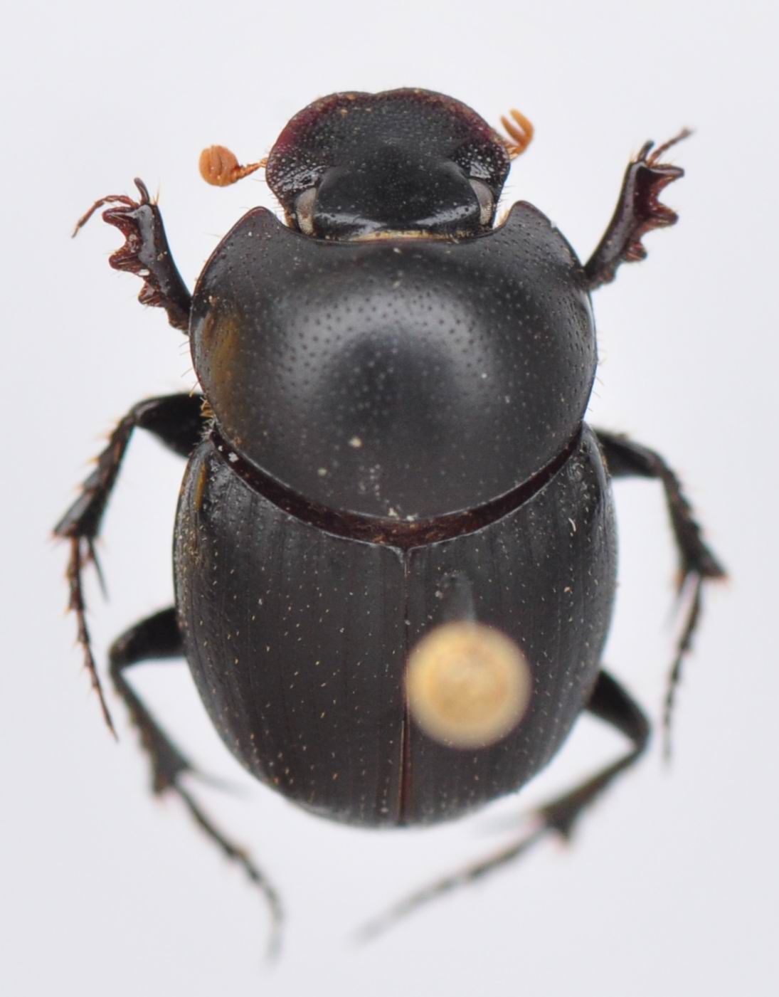 Image of Onthophagus laevigatus (Fabricius 1798)