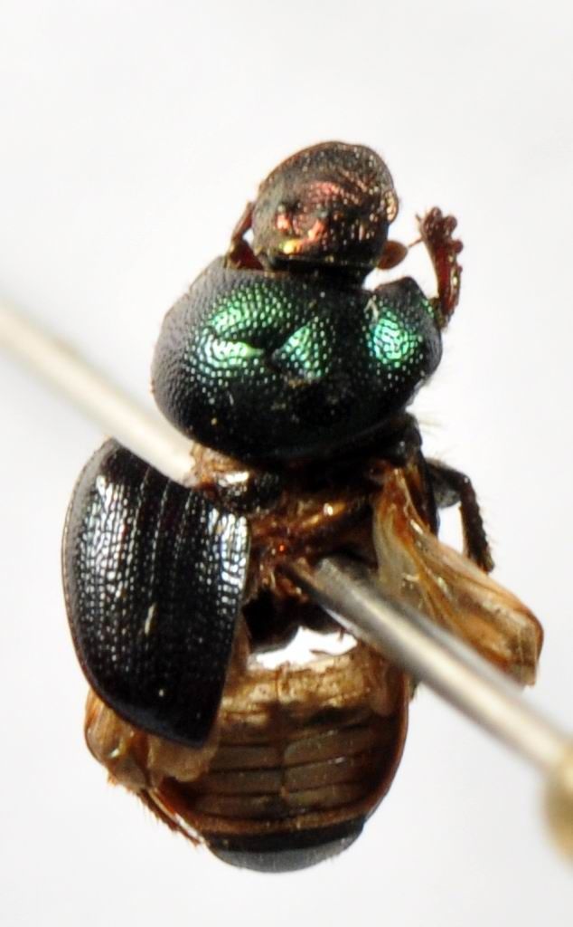 Image of Onthophagus lapillus Arrow 1931