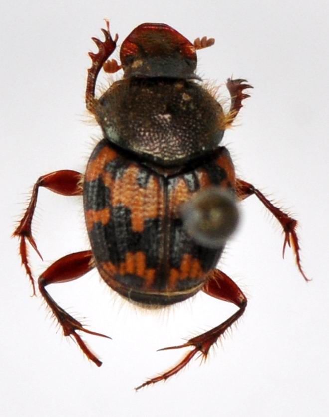 Image of Onthophagus lemniscatus Gillet 1924