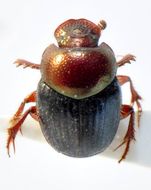 Image of Onthophagus (Furconthophagus) lilliputanus Lansberge 1883